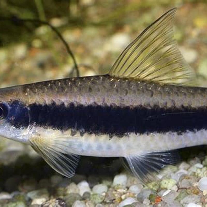 Can Siamese algae eaters live with guppies?