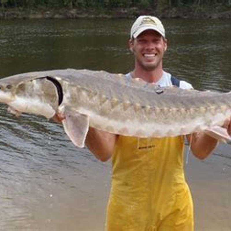 Can sturgeons be kept as pets?
