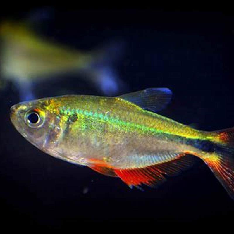 Can tetras live in cold water?