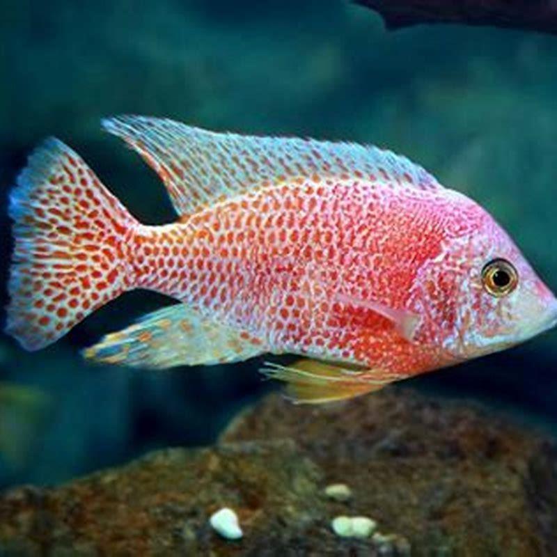 Can tropheus live with Mbuna?