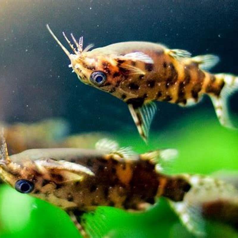 Can upside-down catfish live alone?