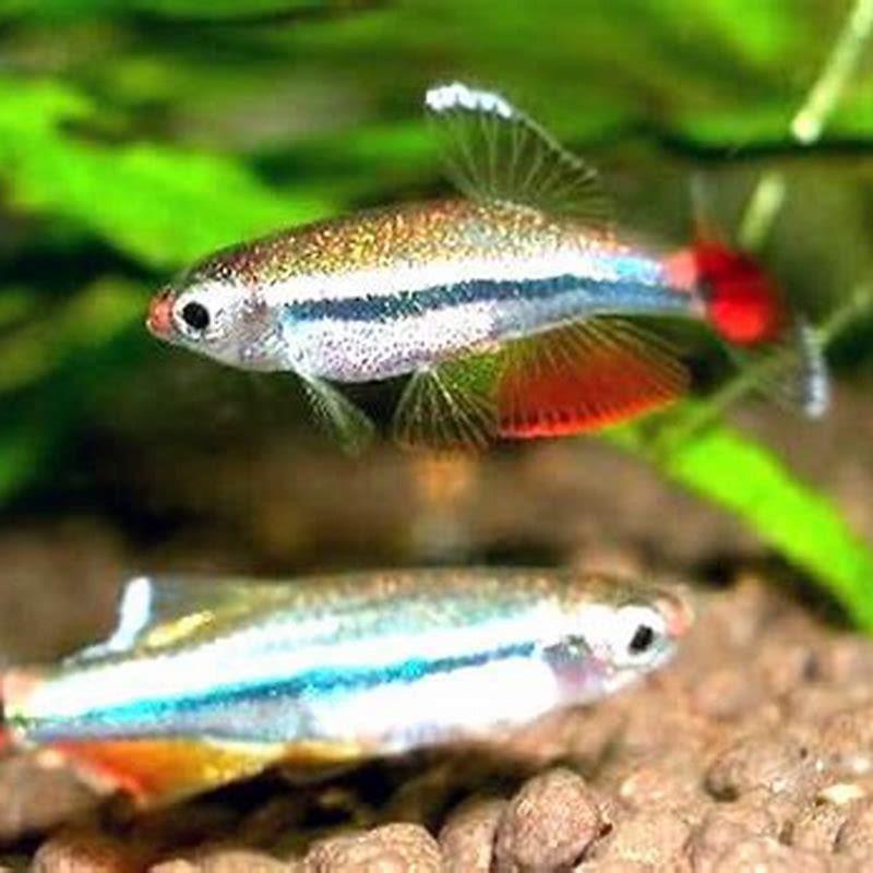 Can White Cloud Minnows Live Without A Filter DIY Seattle can-white-cloud-minnows-live-without-a-filter-diy-seattle