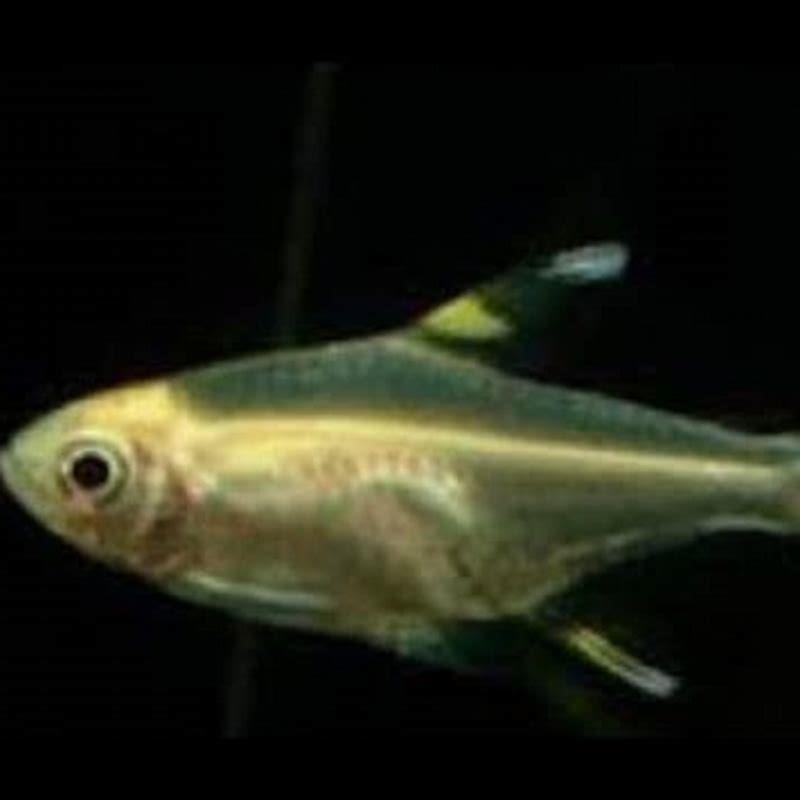 Can you have an X-Ray Fish as a pet?
