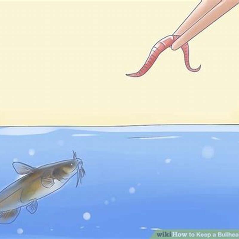 Can you keep a bullhead as a pet?