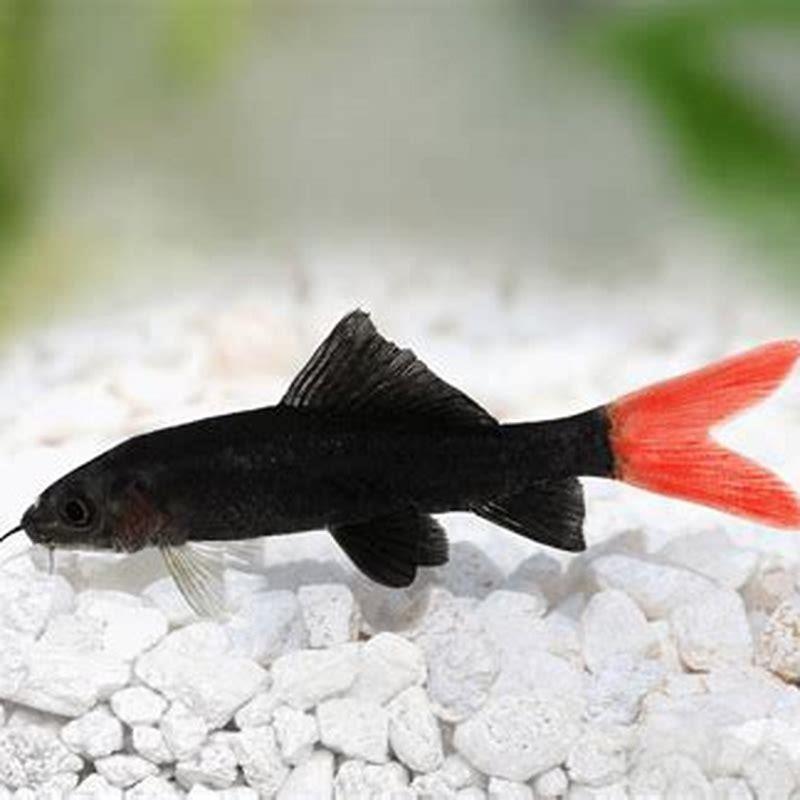 Can you keep a red tailed shark with guppies?
