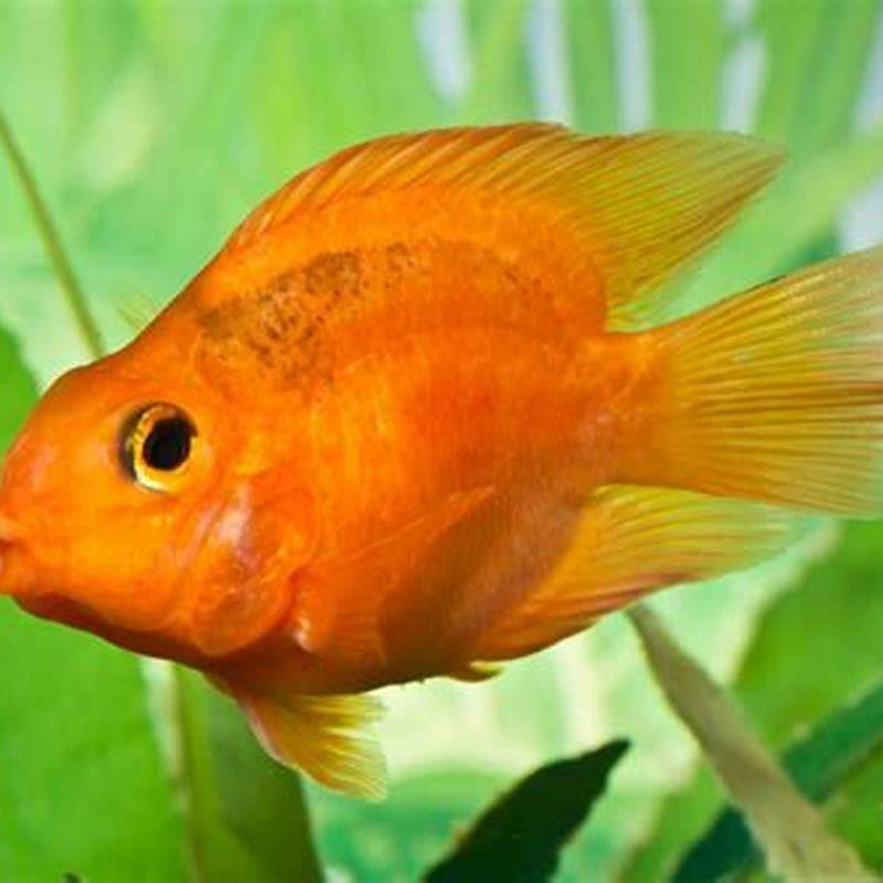 Can you keep a severum alone?