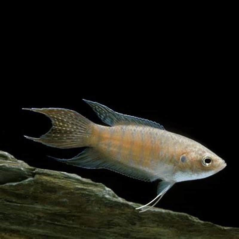 Can you keep a single paradise fish?