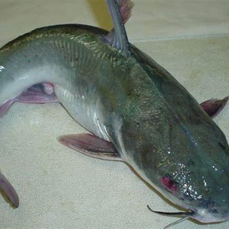 Can you keep gulper catfish with other fish?