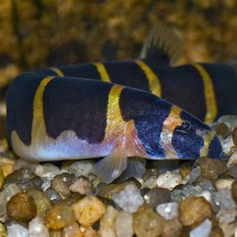 Can you keep kuhli loaches with snails?