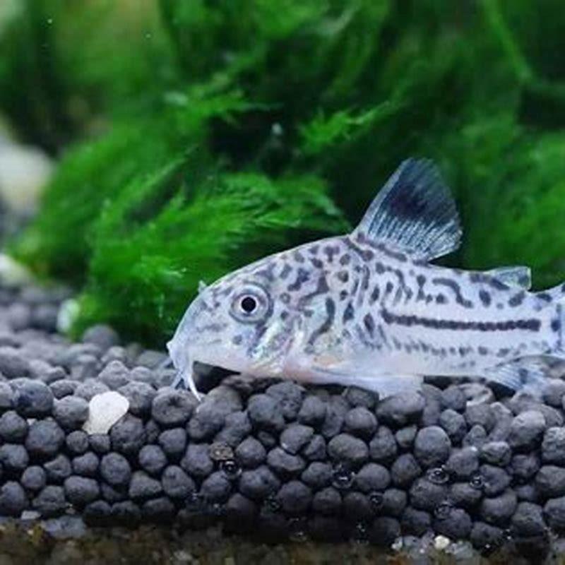 Can you keep plecos and Cory catfish together?
