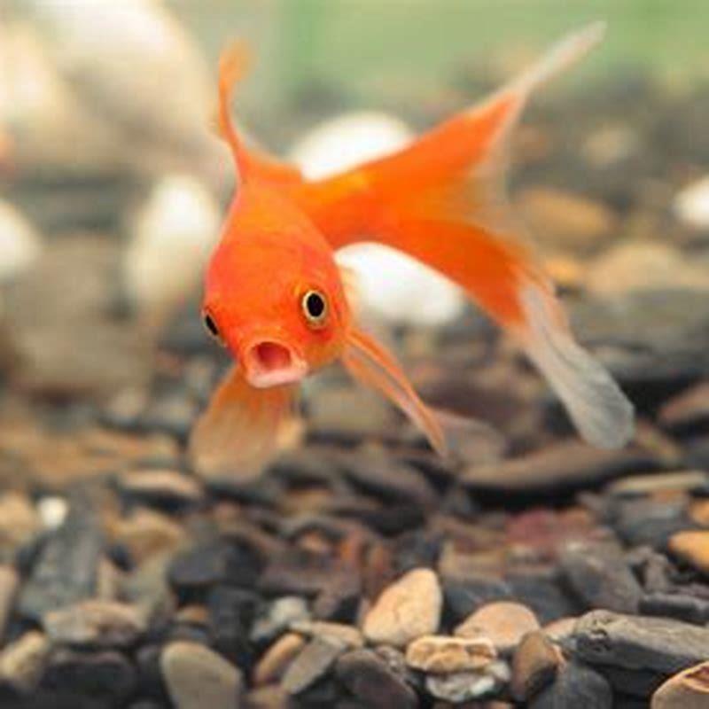 Can you mix schooling fish?