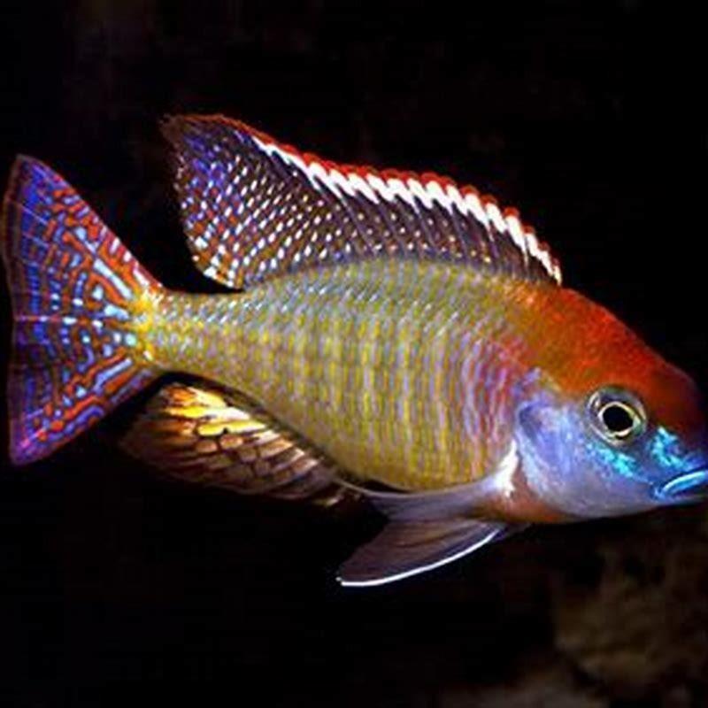 Can you mix tropical fish with Cichlids?