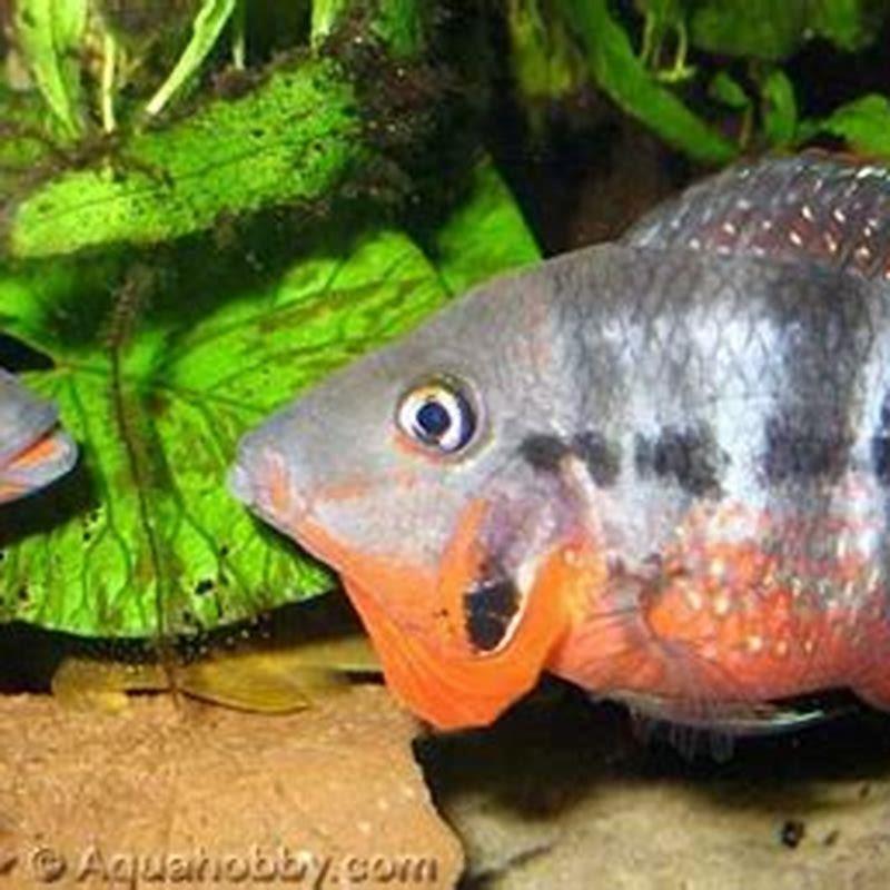 Can you put a convict cichlid with a Firemouth Cichlid?