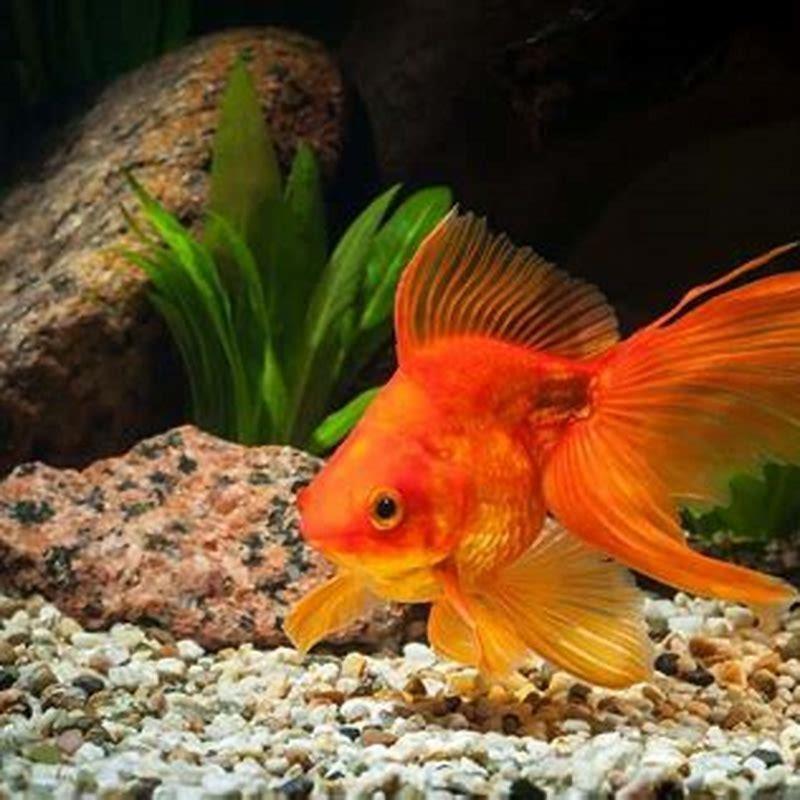 Can you put a goldfish with tetras?