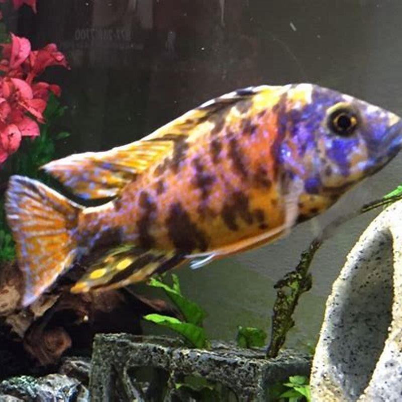 Can you put African cichlids with peacock cichlids?