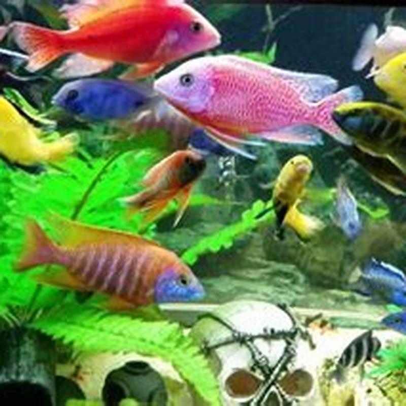 Can you put all African cichlids together? DIY Seattle