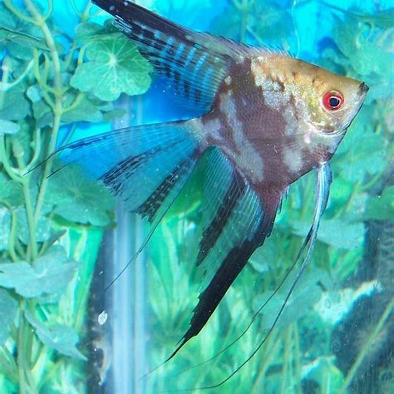 Can you put Apistogramma with angelfish?