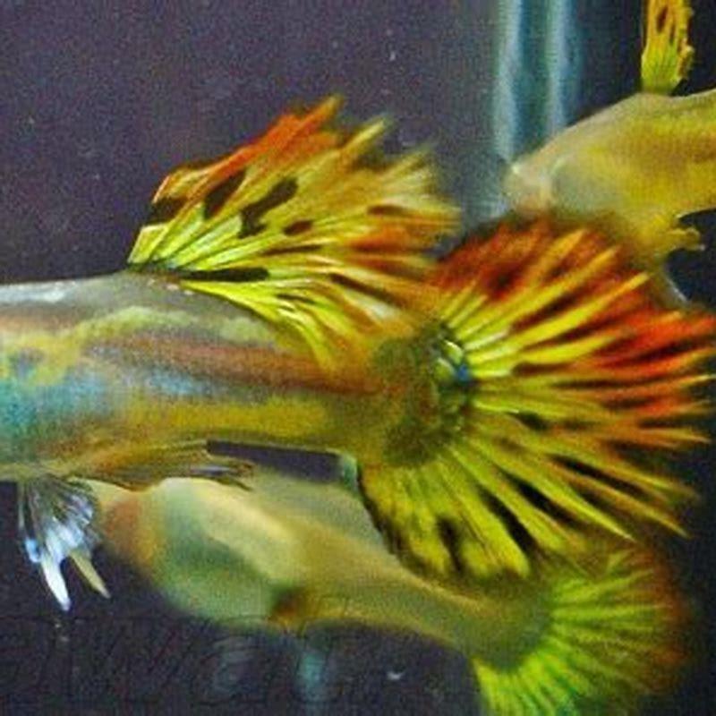 Can you put guppies with swordtails?