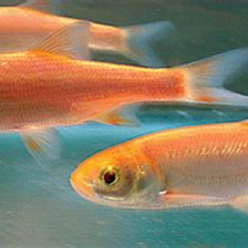 Can you put tench in with goldfish?