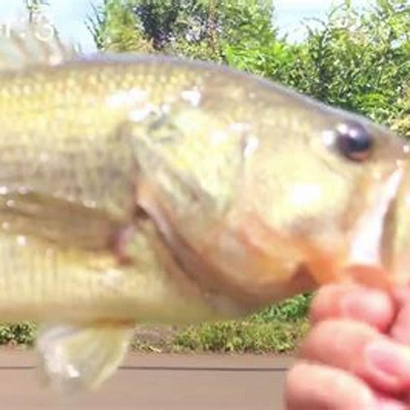 Can you relocate fish?