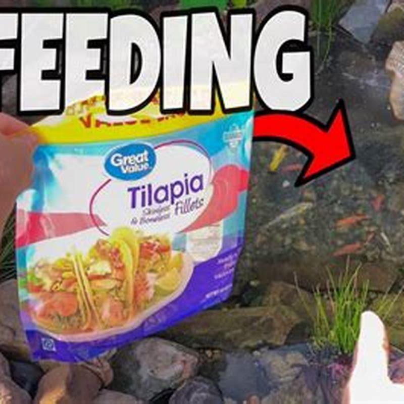 Can You Skip A Day Feeding Fish DIY Seattle can-you-skip-a-day-feeding-fish-diy-seattle