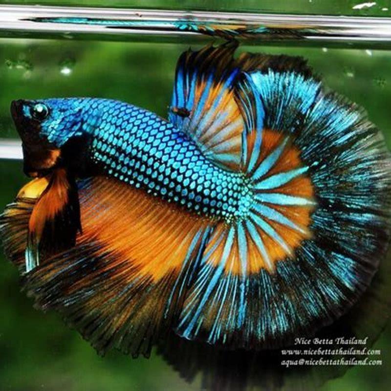 Can you touch betta fish?