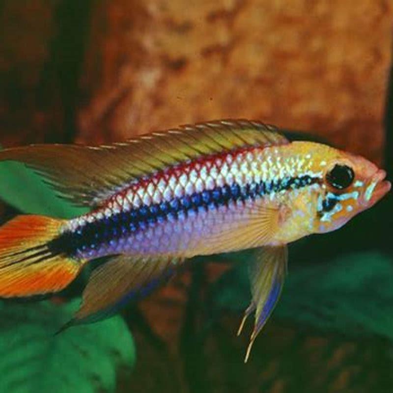 Do Apistogramma need to be in pairs?