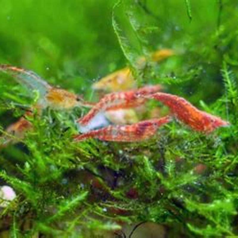 do-aquarium-plants-eat-fish-waste-diy-seattle