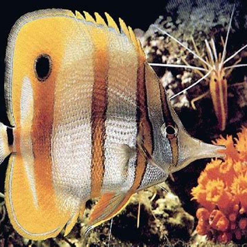 Do butterflyfish eat corals?