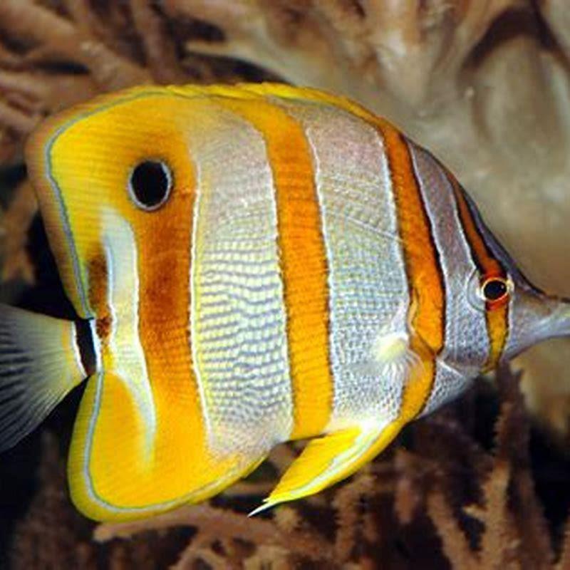 do-butterflyfish-live-in-coral-reefs-diy-seattle