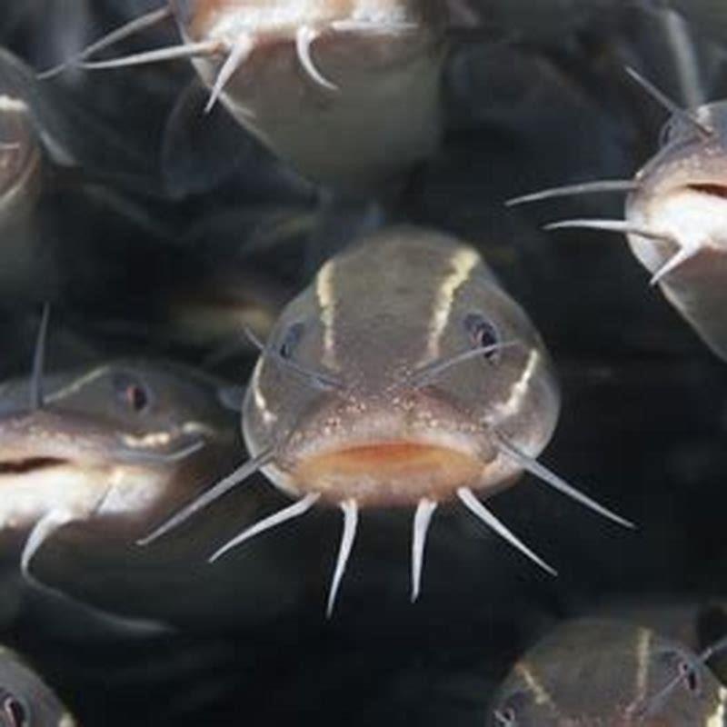 do-catfish-eat-mosquitofish-diy-seattle