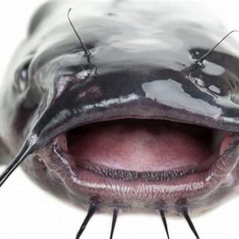 Do catfish need other fish?