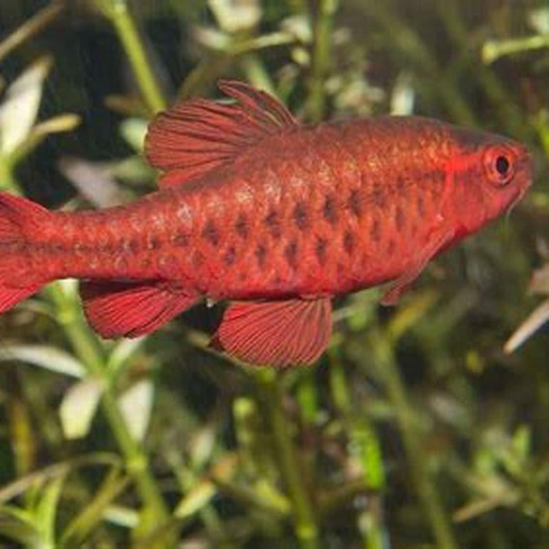 Do cherry barbs eat other fish?