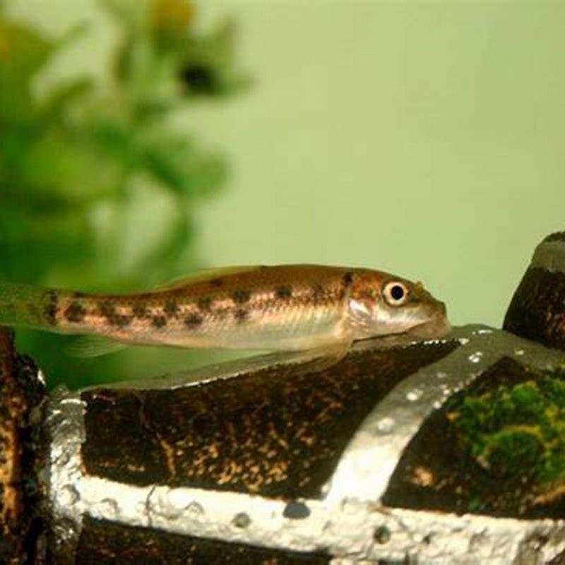 Do Chinese algae eaters need an air pump?