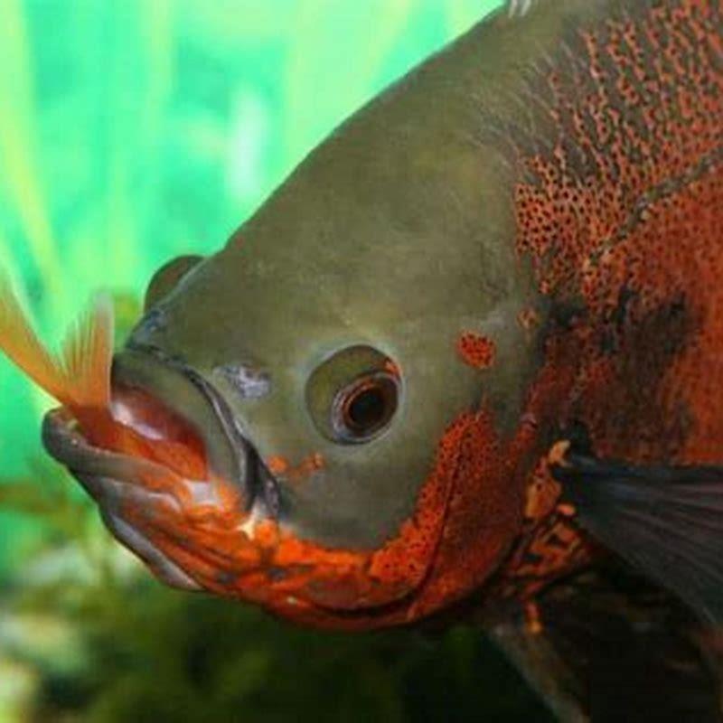Do cichlids eat other fish?