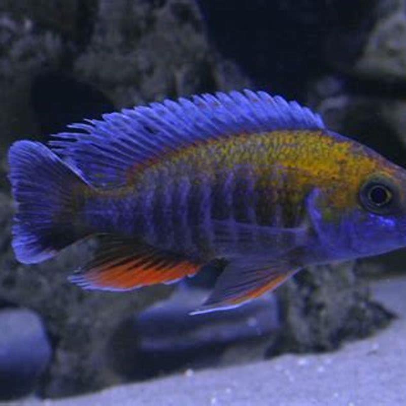 Do cichlids need other cichlids?
