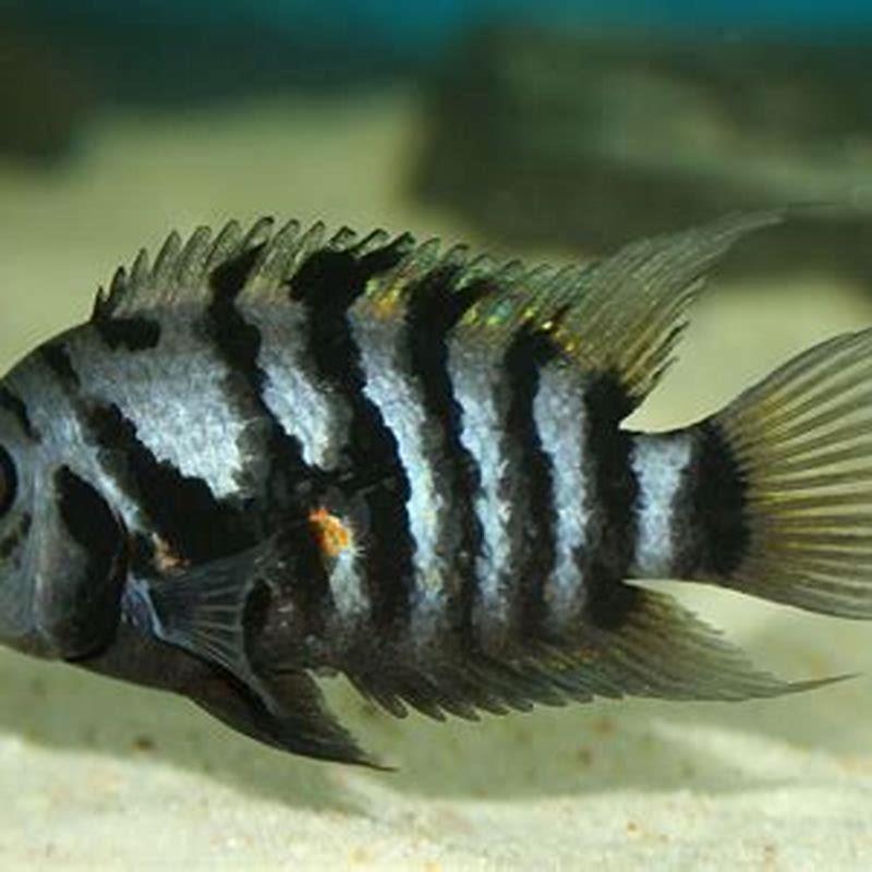 Do cichlids need special water?