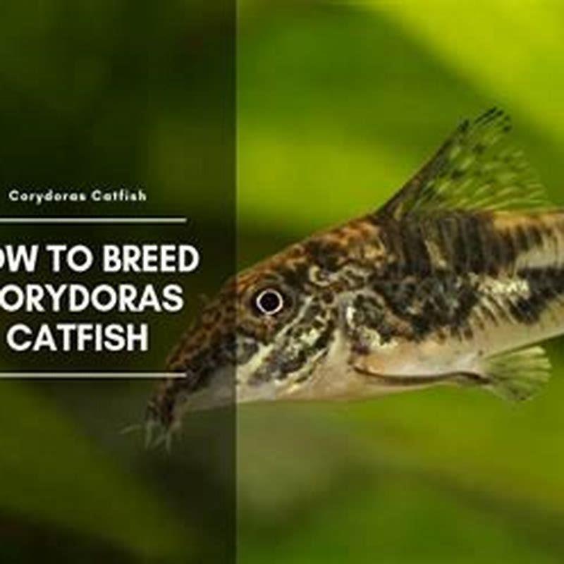 Do cory catfish need a heater? - DIY Seattle