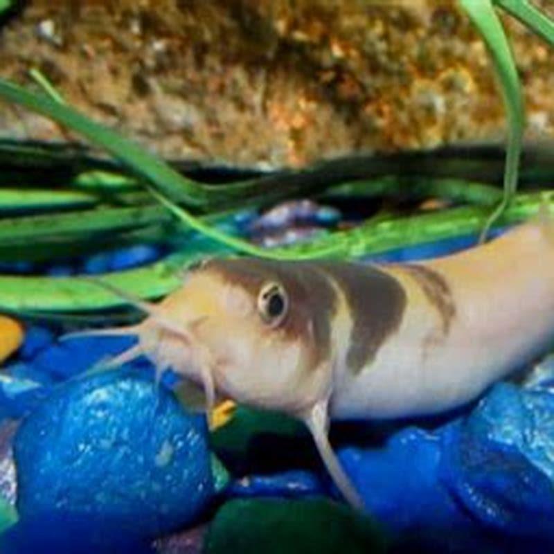 Do Dojo Loaches eat other fish?