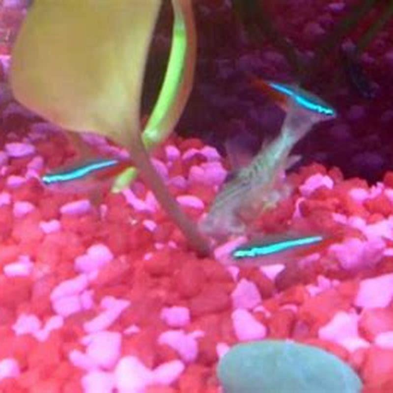 do-emerald-cory-catfish-eat-shrimp-diy-seattle