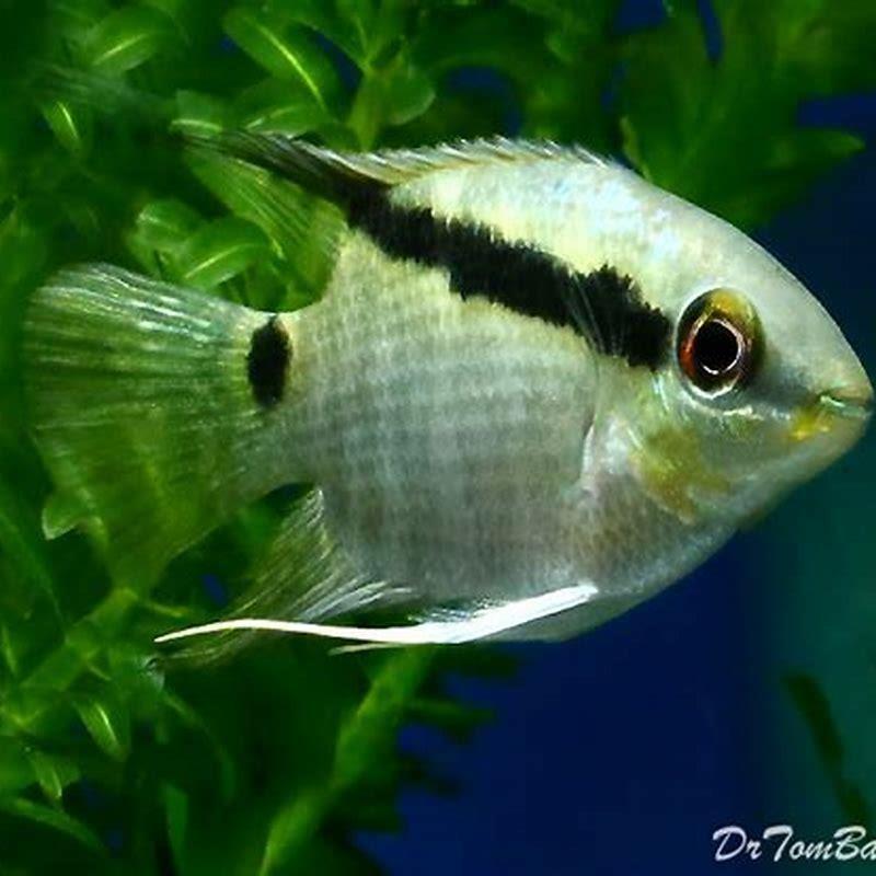 Do Festivum cichlids eat plants?