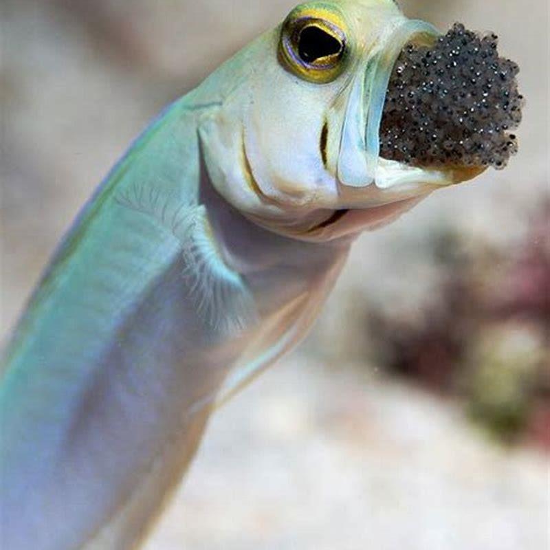 Do fish hold their babies in their mouth?