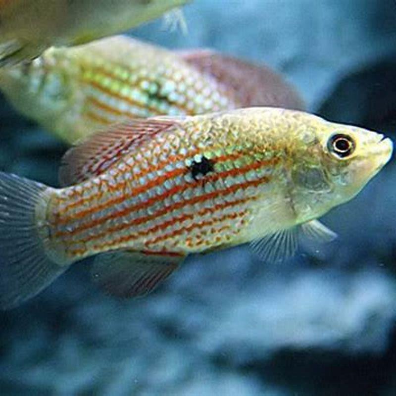 Do flag fish eat shrimp?