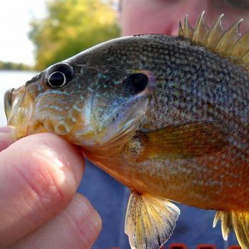 Do freshwater sunfish have teeth?