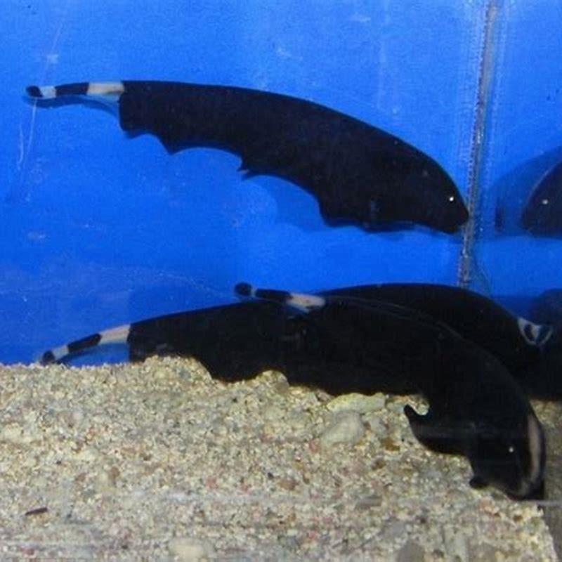 Do Ghost Knives eat fish?