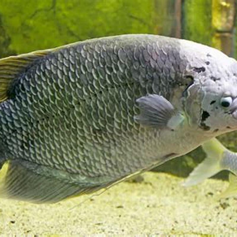 do-giant-gourami-eat-fish-diy-seattle