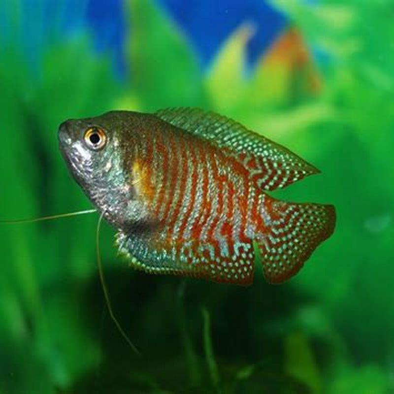 Do gouramis do better in pairs?