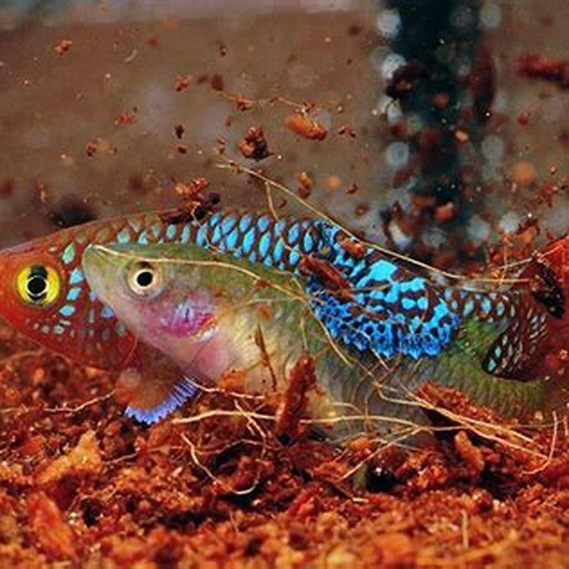 Do killifish have teeth?