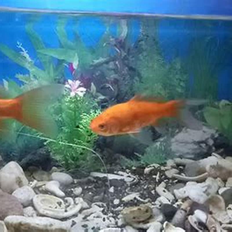 Do loaches eat fish poop?