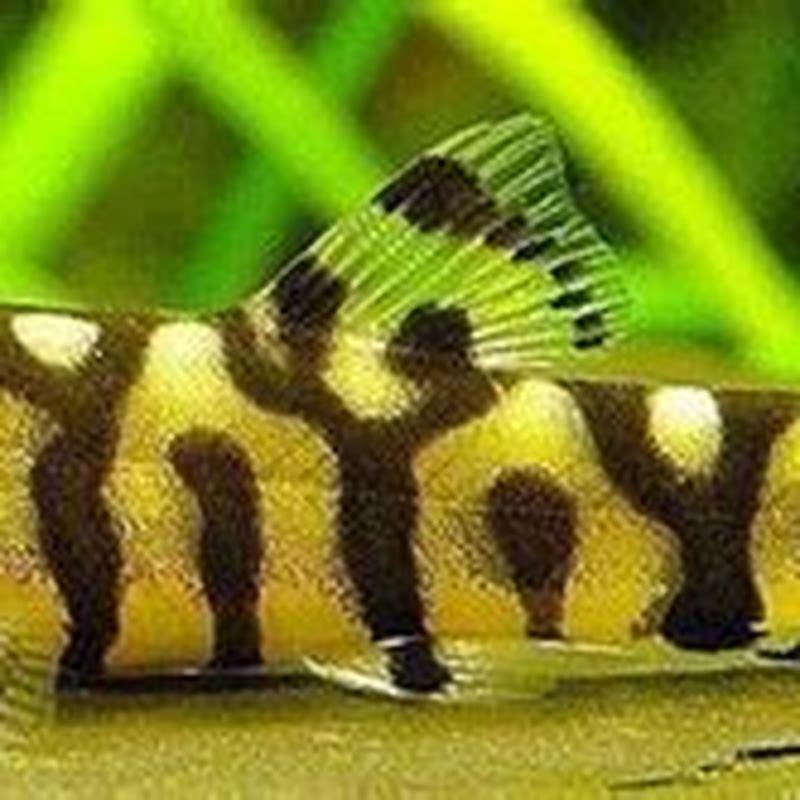 Do loaches get along with each other?